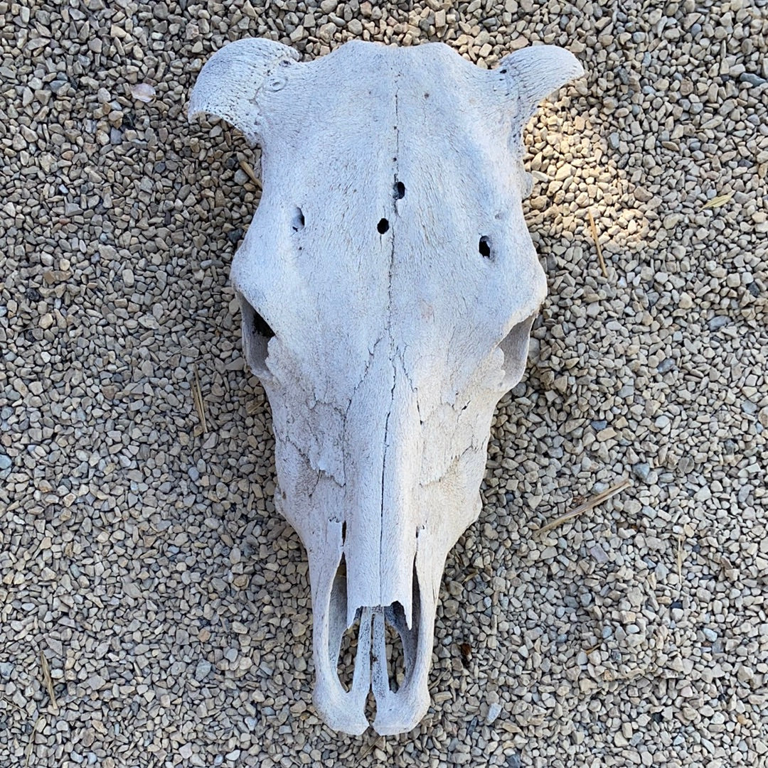 Vintage Cow Skull - CARAVAN OUTPOST